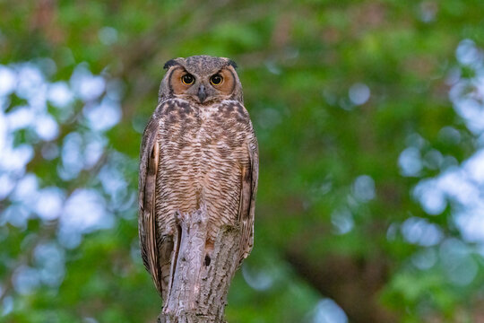 Adult Great Horned owl in the trees