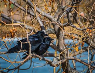 Two Crows In A tree