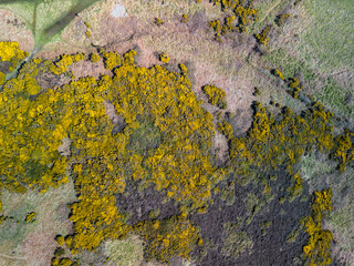 aerial view of field of common gorse shrub Ulex europaeus, Isle of Man