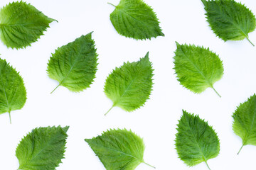 Green Shiso or oba leaves on white background.