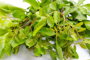 Brazilian peppertree leaves on white background.