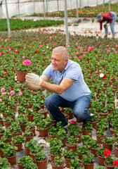 mature industrious man gardener offers to see and appreciate young flowering large - flowered geranium bush. Products for amateur flower growers, flower shops