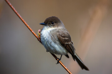 The arrival of the Eastern Phoebe in spring