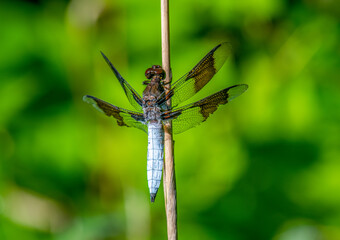Common Whitetail Dragonfly