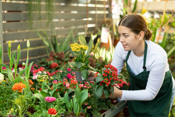 Woman flower seller holding kalanchoe blossomfeld in her hands in flower shop