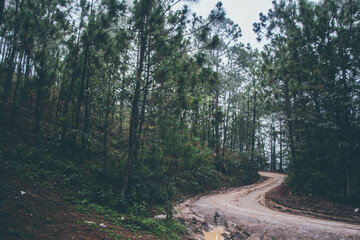 Camino bosque México