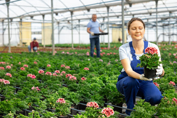 female chief agronomist of wholesale base of ornamental plants inspects young pelargonium seedlings...