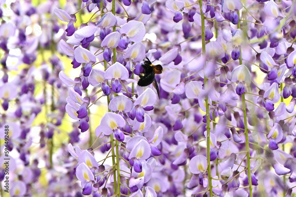 Sticker A view of the wisteria trellis. From April to May, the wisteria flowers that bloom from overhead are so fantastic that they are a symbol of early summer in Japan.