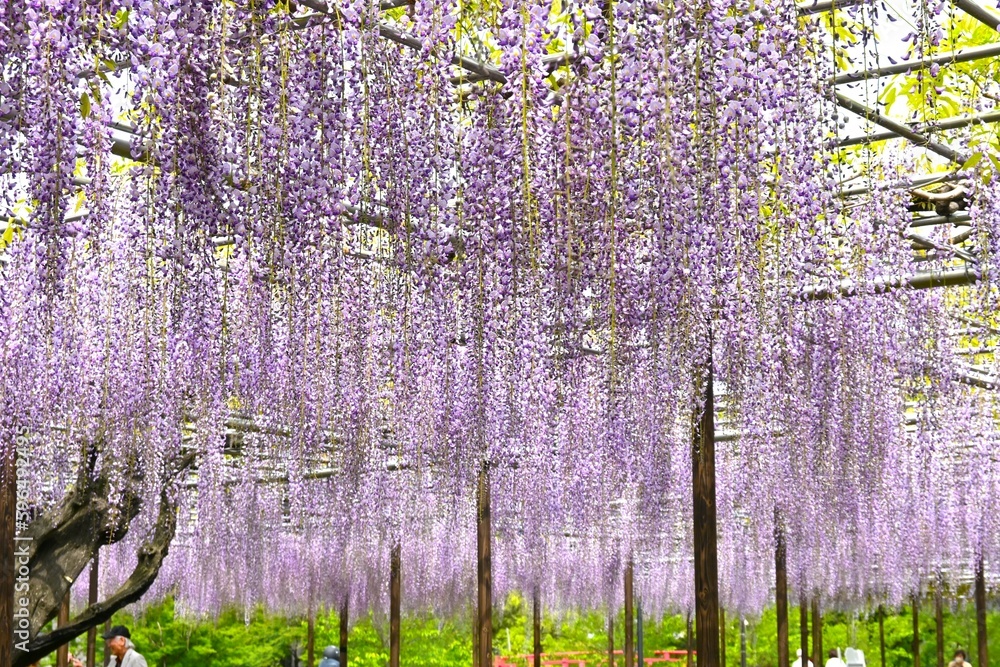 Sticker a view of the wisteria trellis. from april to may, the wisteria flowers that bloom from overhead are