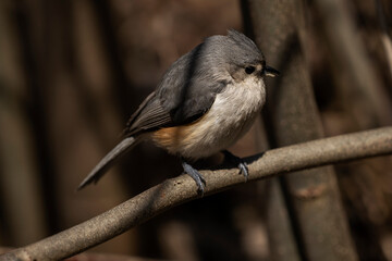Obraz premium Tufted Titmouse