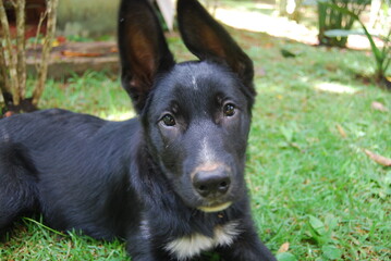 black dog in the grass