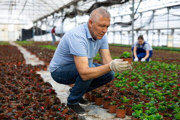 Mature male employee of wholesale warehouse of ornamental plants inspects young begonia seedlings before sending order abroad. Wholesale supplies from direct manufacturer - obrazy, fototapety, plakaty