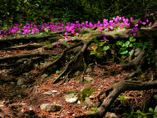 cyclamens on the rock