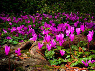 Cyclamen