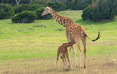 Giraffe Nursing Her Baby