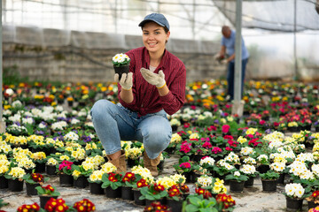 Smiling woman employee of large greenhouse checks young primrose shoots. Growing hardened plants, sending plants to customer on day of registration. small and large wholesale - obrazy, fototapety, plakaty