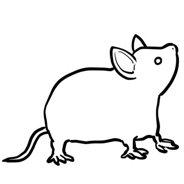 Simple and realistic mouse line drawing