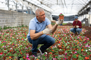 Adult man gardener holding flower pot with blooming impatiens waller in greenhouse