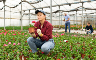 Young woman in casual clothes holding flower pot with peralgonium in greenhouse