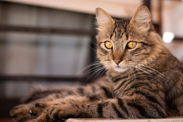 cat chilling in a box, looking at the camera