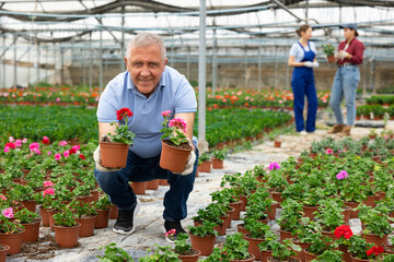 Adult man in casual clothes holding flower pot with peralgonium in greenhouse