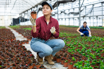 Female employee of large greenhouse checks young begonia with burgundy leaves shoots. sending plants to customer on day of registration. Wholesale supplies from direct manufacturer © JackF