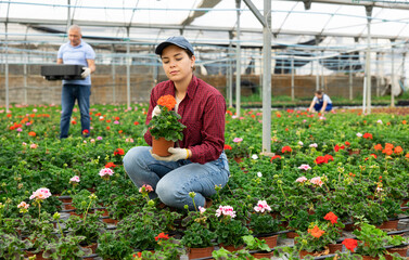 Female chief agronomist of wholesale base of ornamental plants inspects young large - flowered...