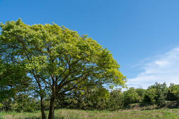 Fototapeta premium 青空と新緑の風景