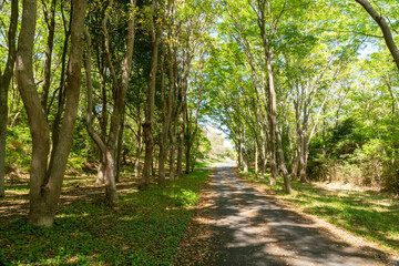 木漏れ日がそそぐ新緑の小道