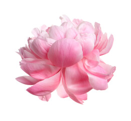 Beautiful pink peony flower isolated on white