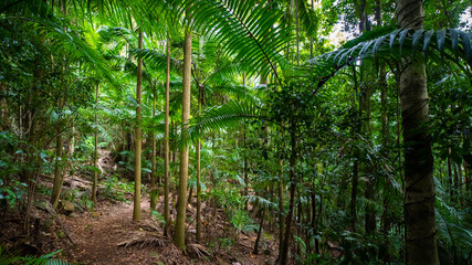 path leading across beautiful unique lush rainforest in D'Aguilar National Park, Brisbane, Quensland, Australia