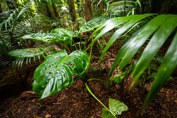 Close up on unique plants growing in australian rainforest; D'Aguilar National Park (Maiala trail) near Brisbane, Queensland, Australia, Alocasia brisbanensis