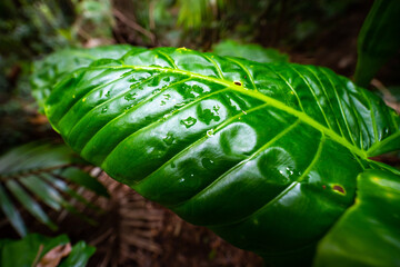 Close up on unique plants (Alocasia brisbanensis) growing in australian rainforest; D'Aguilar...