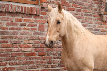 Adorable horse near brick building outdoors. Lovely domesticated pet