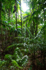 Fototapeta premium path leading across beautiful unique dense rainforest in D'Aguilar National Park, Brisbane, Quensland, Australia
