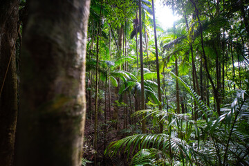 Fototapeta premium path leading across beautiful unique lush rainforest in D'Aguilar National Park, Brisbane, Quensland, Australia