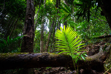 Fototapeta premium Close up on unique plants (palms) growing in australian rainforest; D'Aguilar National Park (Maiala trail) near Brisbane, Queensland, Australia
