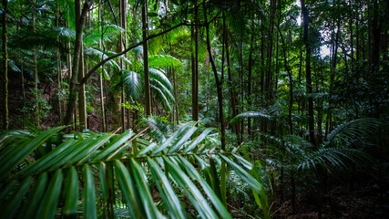 Close up on unique plants (palms) growing in australian rainforest; D'Aguilar National Park (Maiala trail) near Brisbane, Queensland, Australia