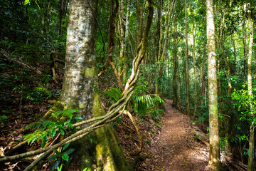 Obraz premium Beautiful unique lush rainforest in D'Aguilar National Park, palms in rainforest. Brisbane, Quensland, Australia