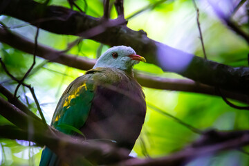 Beautiful, colorful unique wompoo fruit dove close-up spotted in D'Aguilar National Park, Brisbane, Queensland, Australia