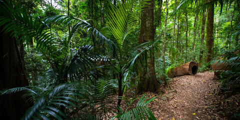 Beautiful unique lush rainforest in D'Aguilar National Park, palms in rainforest. Brisbane, Quensland, Australia