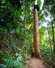 Beautiul girl with a backpack walks in magical green lush stunning rainforest - D'Aguilar National Park (Maiala trail) near Brisbane, Queensland, Australia