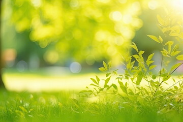 Fototapeta na wymiar green garden grass in spring, springtime in the background and tree leaves