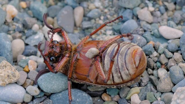 Polyphylla fullo beetle lays upside down on its back, can not stand up, flip over and moves legs in the air - macro, close up view, slow motion. Helpless, inability and stressful concept