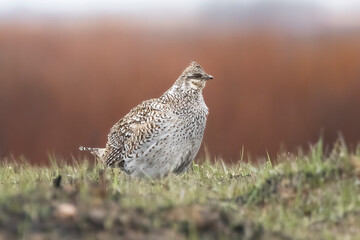 Female Sharp-tailed Grouse (Tympanuchus phasianellus) on the lek. Breeding displays from the males of this species will continue through the early spring months until mating occurs