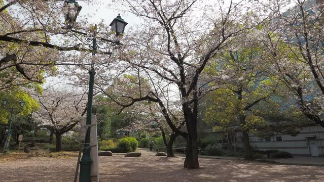 東京　浜町公園　桜　2023年