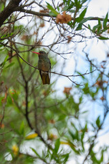 Selective focus shot of an exotic bird sitting on a tree branch