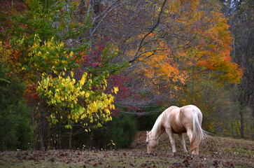 Obraz na płótnie Canvas Autumn Pasture and Horse