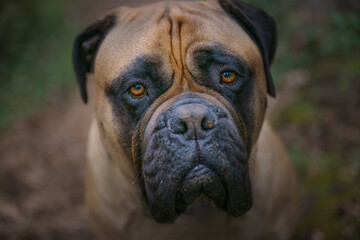 Fototapeta premium 2023-04-25 A CLOSE UP OF A FAAWN COLORED BULLMASTIFF LOOKING UP WITH SAD EYES AND A BLURRY BACKGROUND ON MERCER ISLAND WASHINGTON