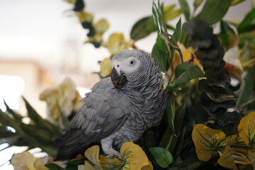 African Gray Parrot Psittacus erithacus at home standing on home flower vase. African Grey Parrot  close-up headshots taken under controlled conditions.